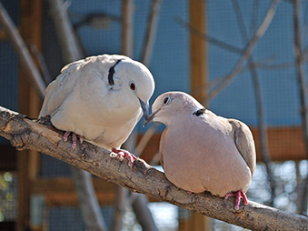 Two ringed-neck doves perched on a branch and touching beaks