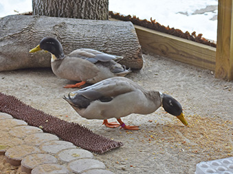 Two Swedish blue & Mallard mix ducks eating feed in their habitat