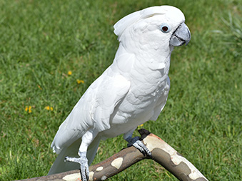 Umbrella Cockatoo outside perched on a branch