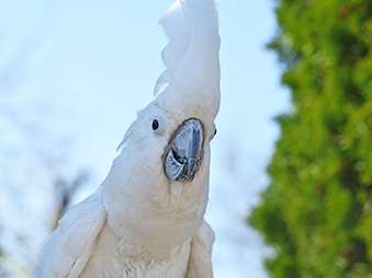Umbrella Cockatoo perched on a branch outside raising its crest