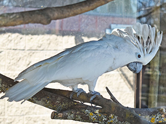Umbrella cockatoo perched on a branch with its crest raised