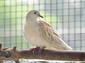 White Ringed-neck Dove perched on a branch