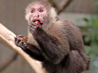 White throated Capuchin perched on a branch eating food