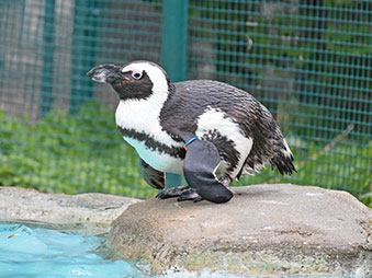 African Penguin perched on a rock on the edge of a pool