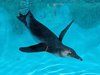 Baby African Penguin swimming underwater