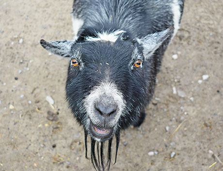 black pygmy goat