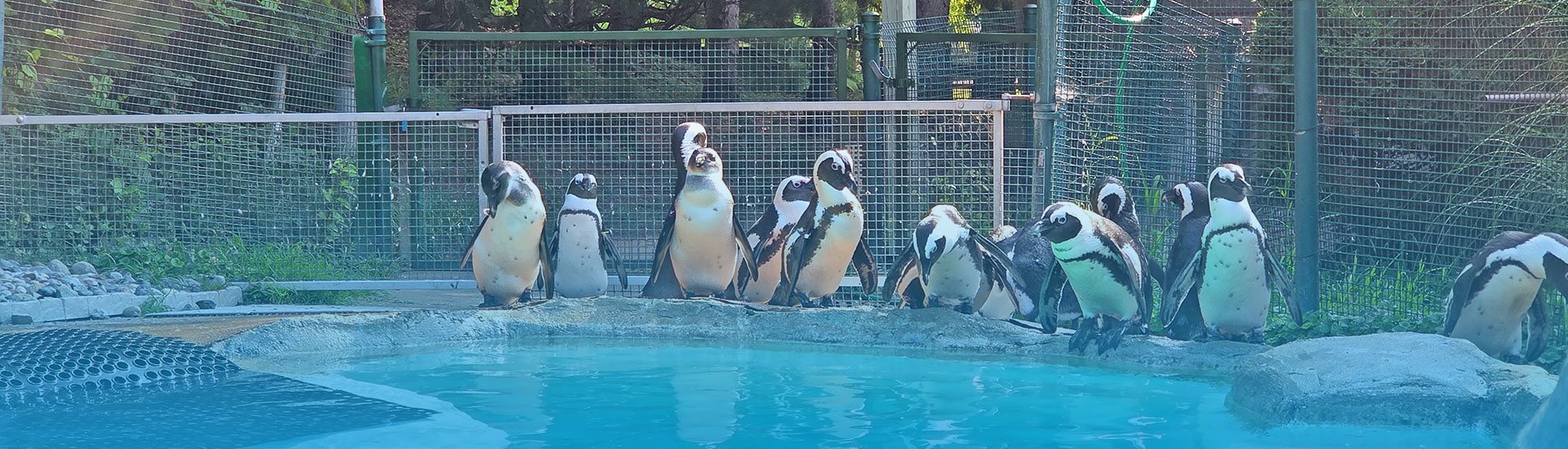 Group of African Penguins standing on the edge of a pool