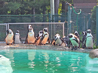 Group of African Penguins standing on the edge of a pool