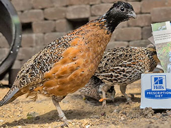 Male Masked Bobwhite