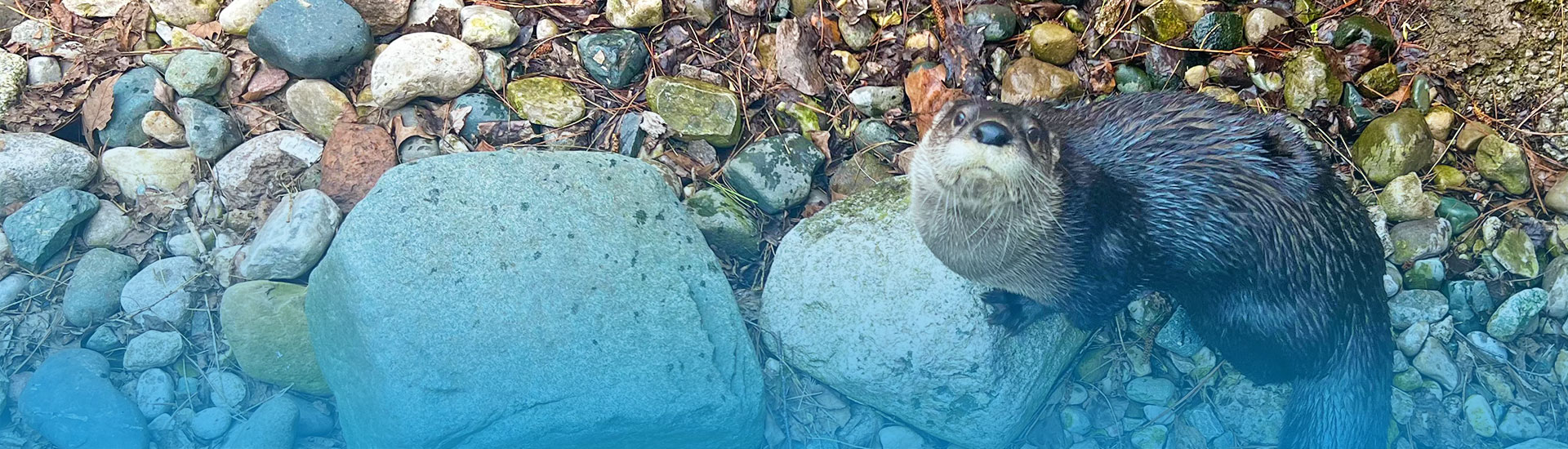 North American River Otter standing on rocks