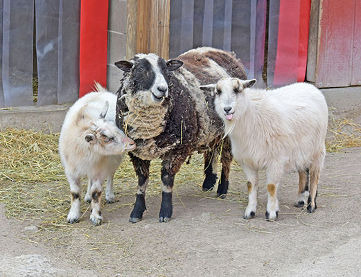 Two white goats and a white and black sheep