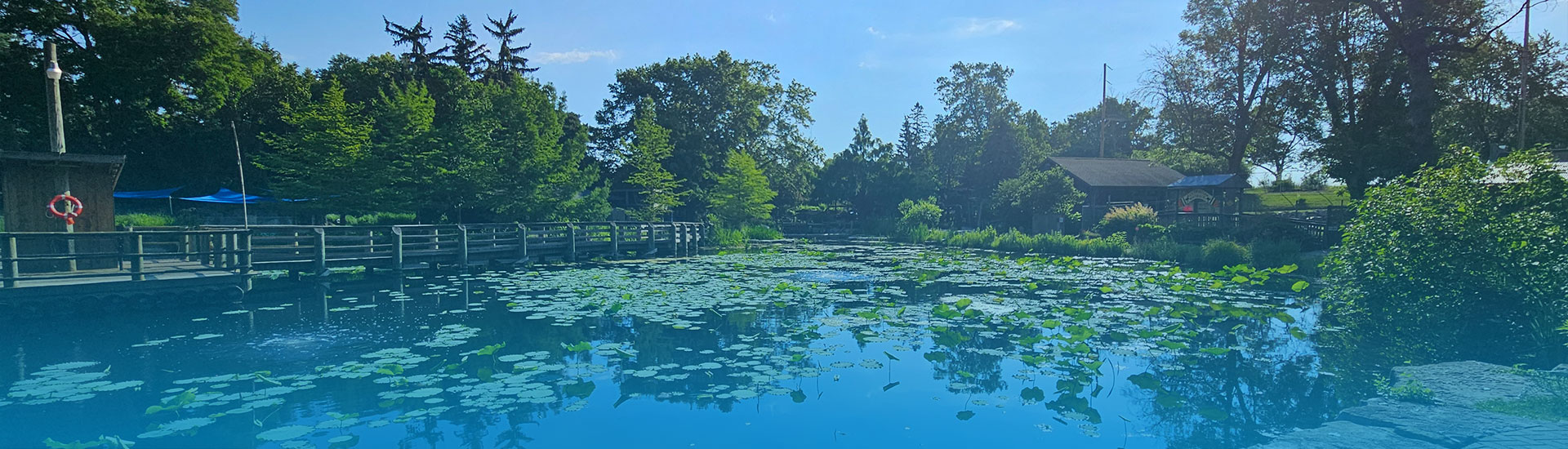 Zoo pond on a sunny day