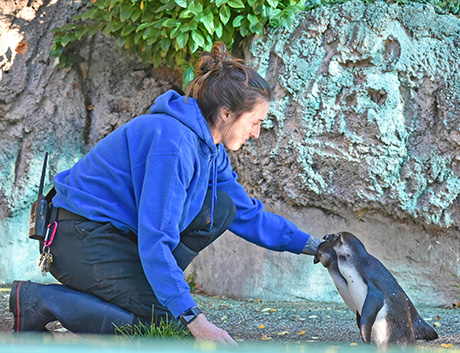 Zookeeper with Baby African Penguins