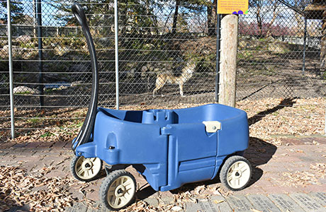 blue wagon in front of wolf habitat