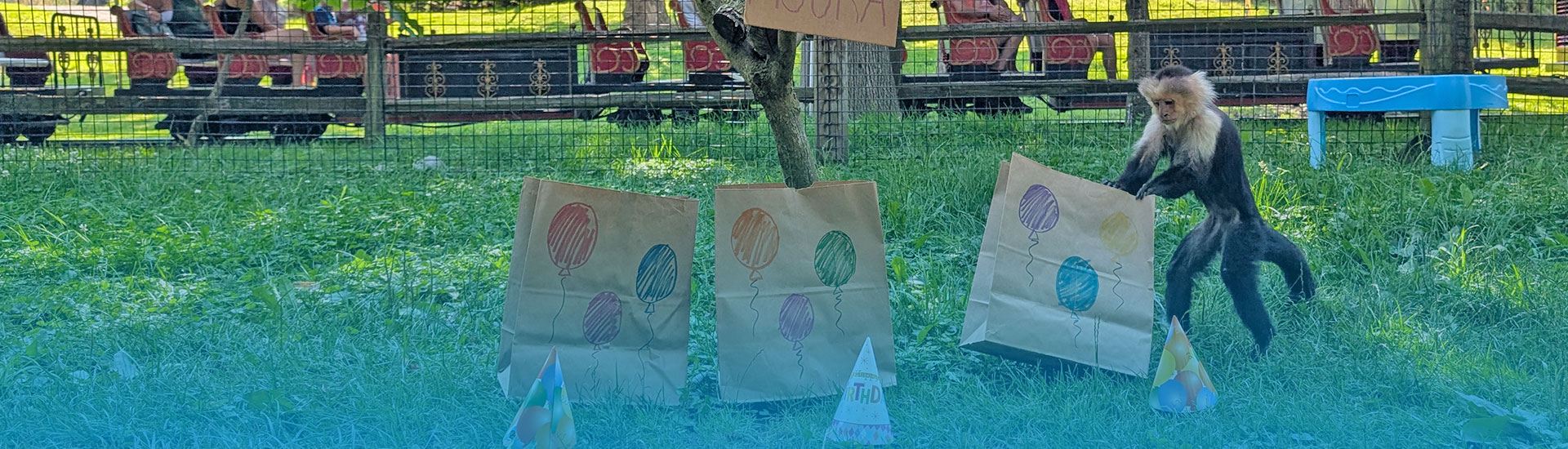 White throated Capuchin search through paper birthday bags