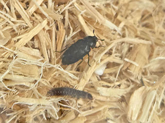 Adult and larva dermestid beetle crawling on wood chips