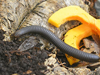 African Giant Millipede crawling on wood