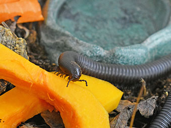 African Giant Millipede eating an orange fruit