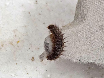 Larva dermestid beetle crawling on cardboard egg carton