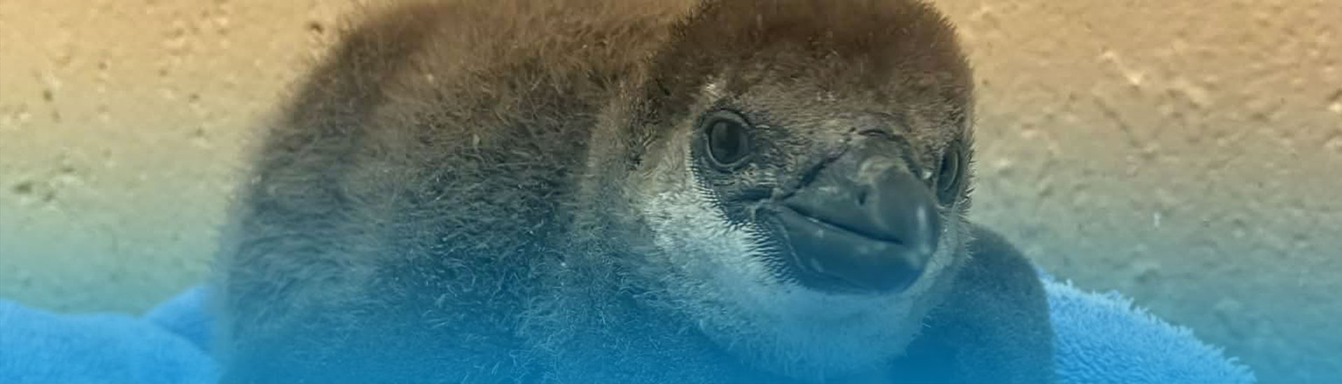 African Penguin Chick