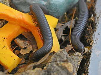 Two African Giant Millipedes crawling on an orange fruit