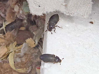 Two brown dermestid beetles crawling on Styrofoam