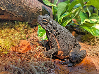 Asian Giant Toad sitting on a log in front of a rock