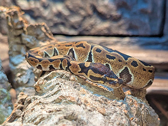Ball Python on a rock in a tub of water