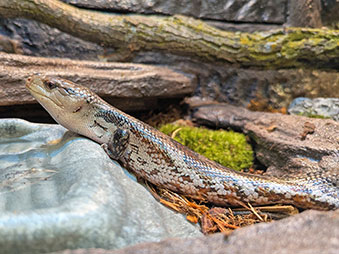 Blue-tongued Skink crawling up a rock