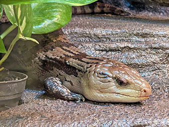 Blue-tongued skink resting on a rock