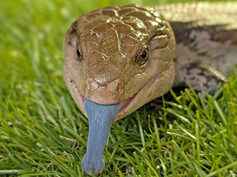 Blue-tongued skink sticking its blue tongue out