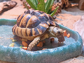 Egyptian Tortoise crawling in a food dish