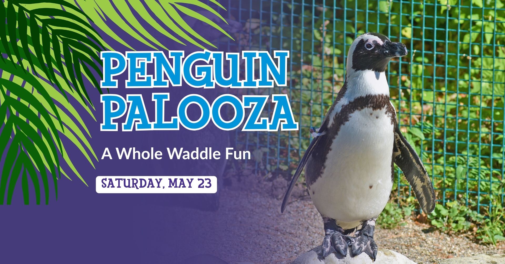 Penguin Palooza flyer with an African Penguin on it