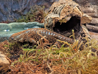 Green Tiger Salamander crawling through his habitat