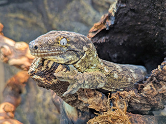 Caledonia Gecko laying down in a hollowed out log