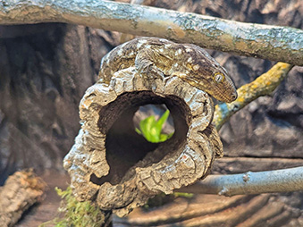 New Caledonia Giant Gecko laying on a log