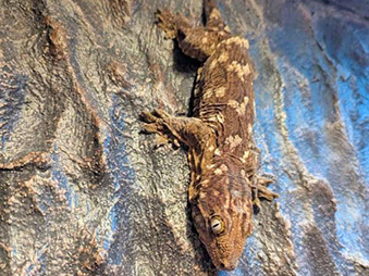 New Caledonia Giant Gecko sticking to a wall