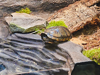 White-throated mud turtle sitting on the edge of a pool tucked in his shell