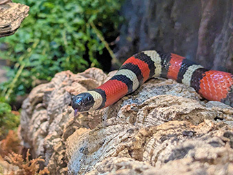Pueblan milk snake slithering on a log