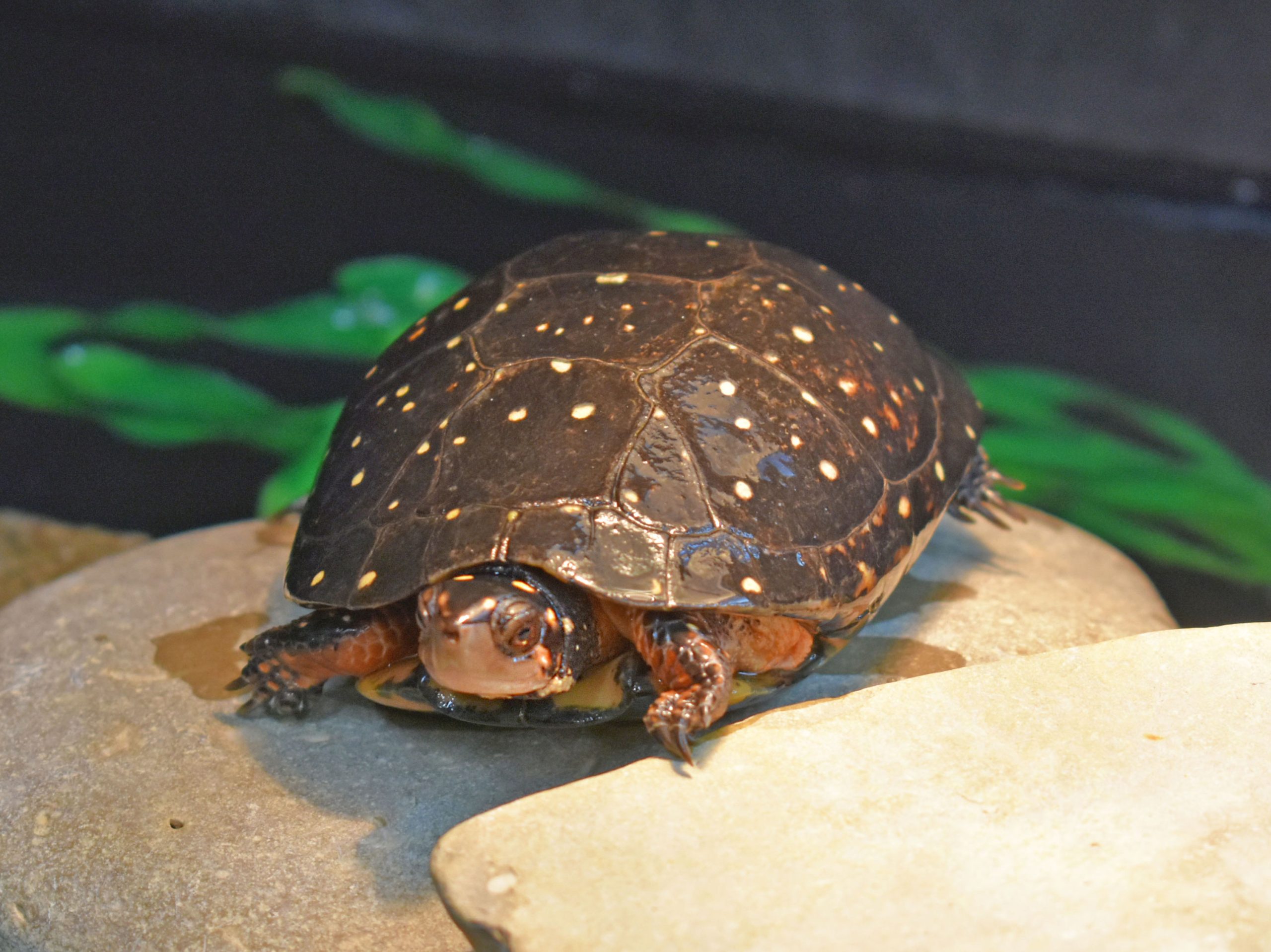 Spotted Turtle resting on a rock