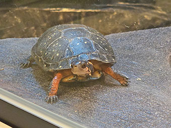 Spotted Turtle