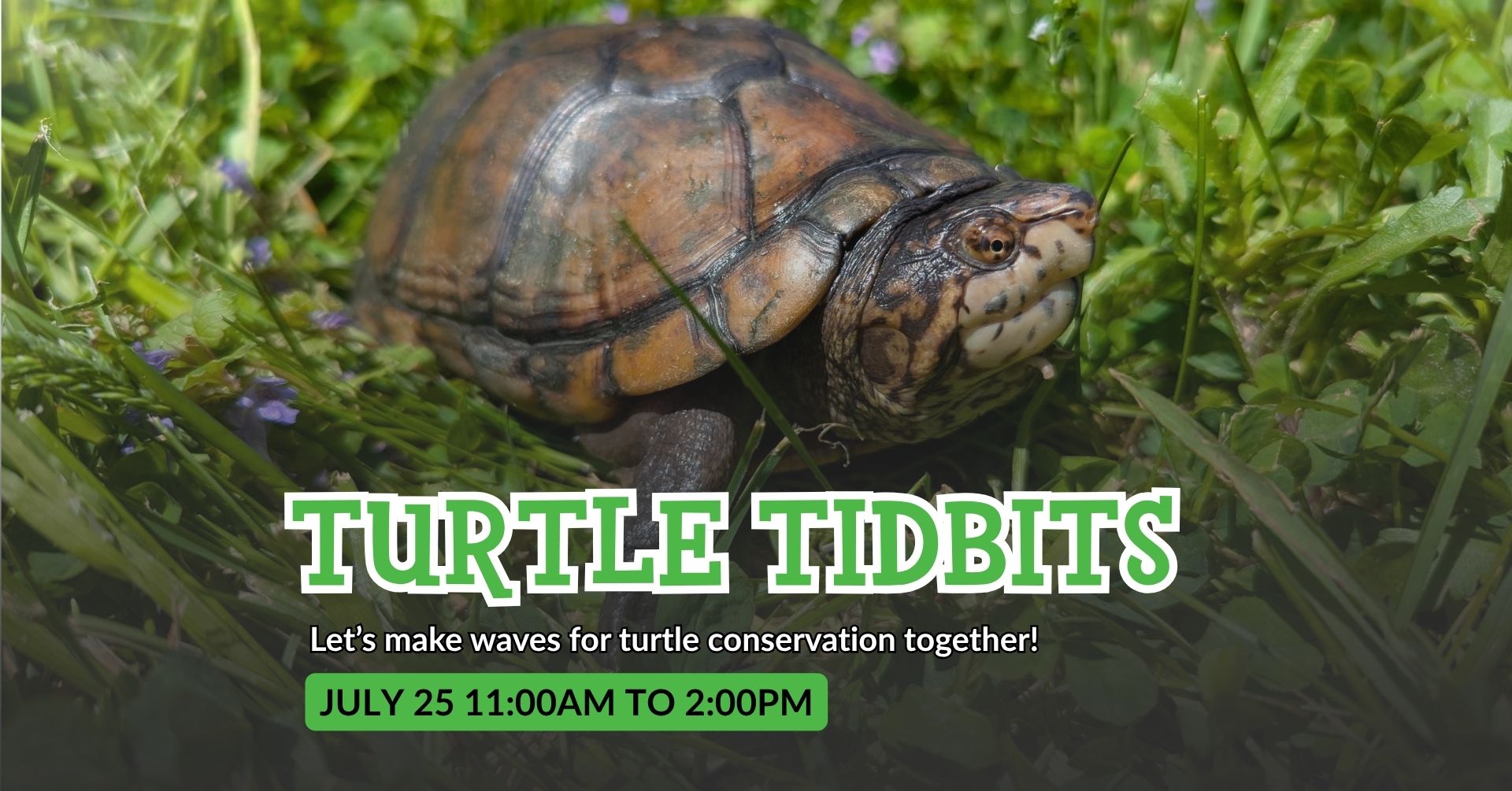 Turtle Tidbits banner with images of White-throated Mud Turtle for Turtle Tidbits on July 25 from 11:00am to 2:00pm