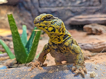 Uromastyx crawling up a ledge