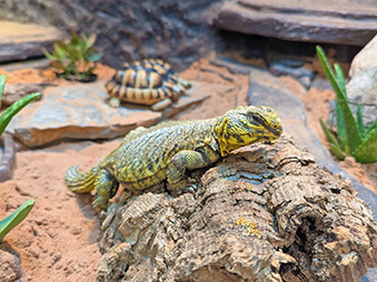 Uromastyx laying on a log