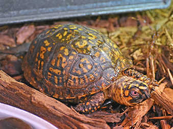 Eastern box turtle crawling in mulch