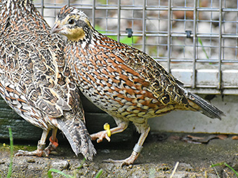 Female Masked Bobwhite walking on the edge of its habitat