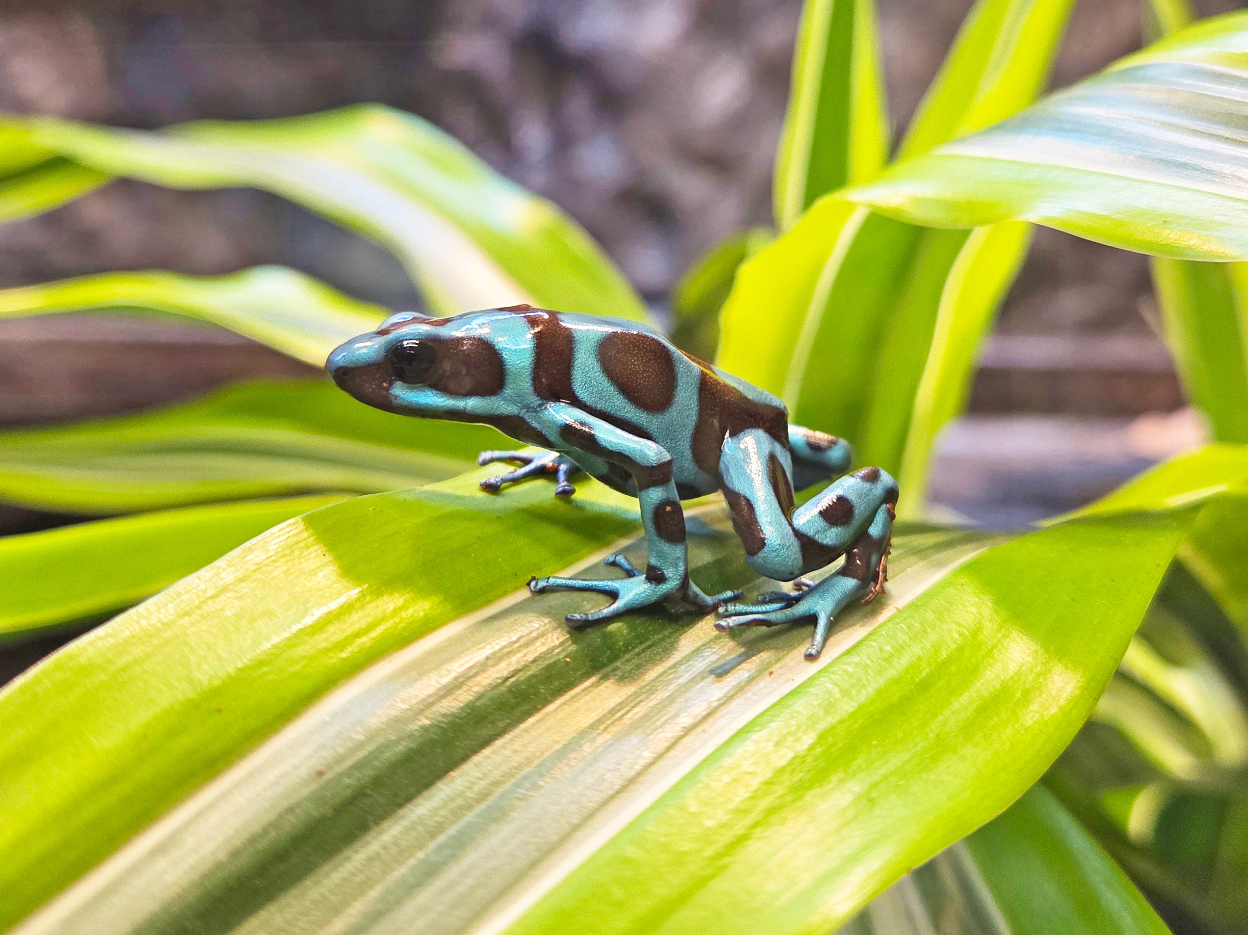 Green and Black poison dart frog on a leaf of a plant