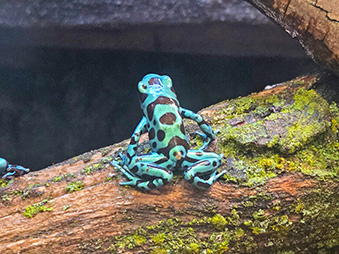Green and Black poison dart frog on a log