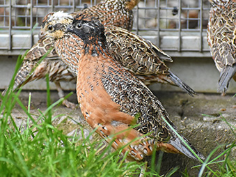 Male Masked Bobwhite walking in grass