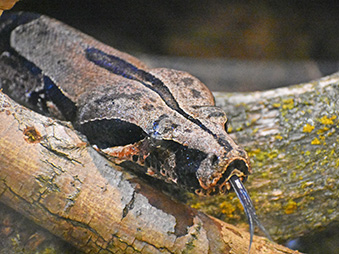 Red-tailed boa resting on a branch with its tongue out
